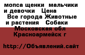 мопса щенки -мальчики и девочки › Цена ­ 25 000 - Все города Животные и растения » Собаки   . Московская обл.,Красноармейск г.